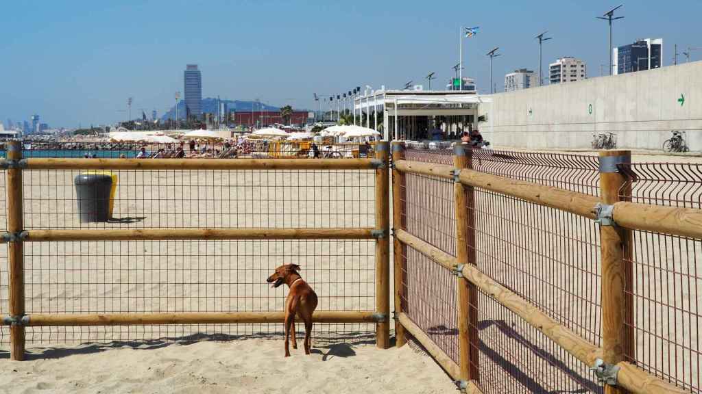 La zona delimitada para perros en la playa de Llevant de Barcelona