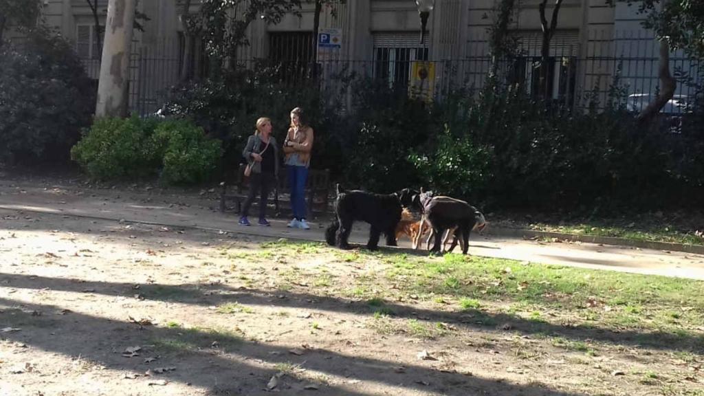 Perros en el pipicán del Turó Park