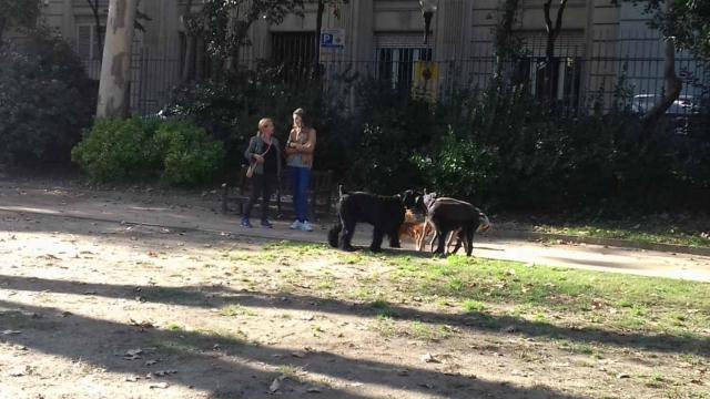 Perros en el pipicán del Turó Park