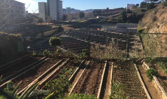 Huerta urbana al lado de la distribuidora de aguas  ATLL de T. Nova, TLL / AROA ORTEGA