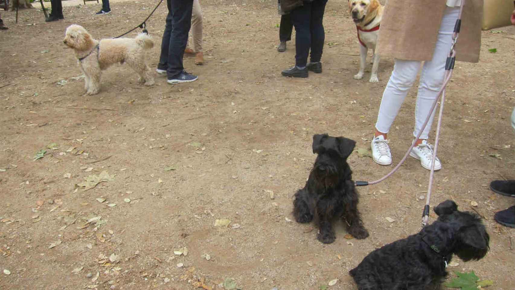 Los perros cada día tienen más difícil encontrar áreas de recreo en Barcelona / EP