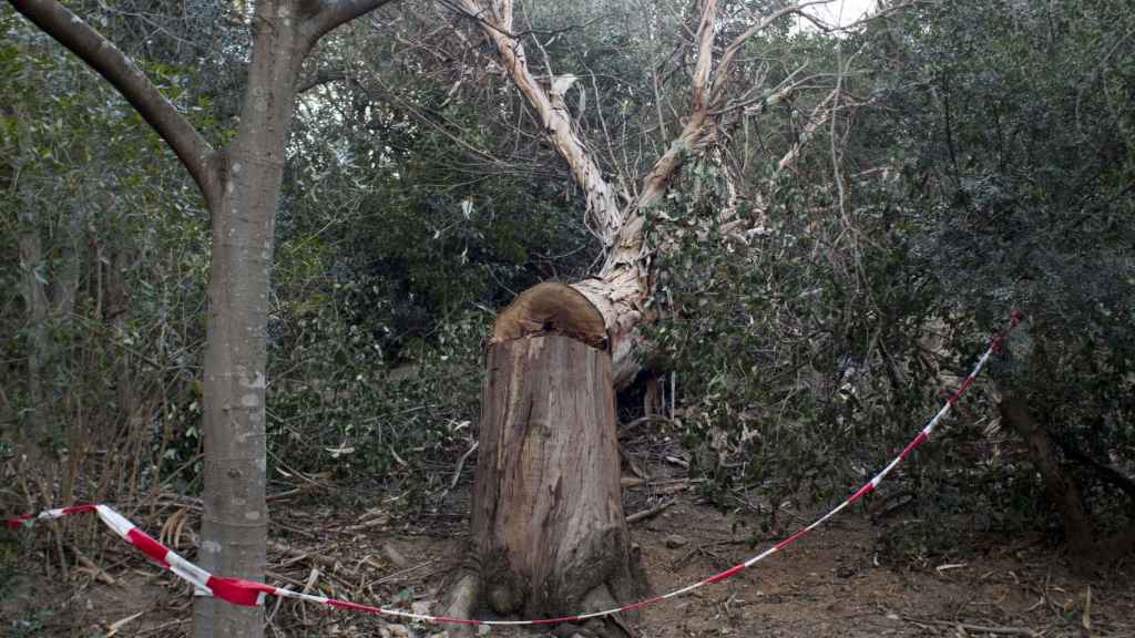 El fuerte viento causa estragos en el Park Güell / ÁLVARO VENTURA