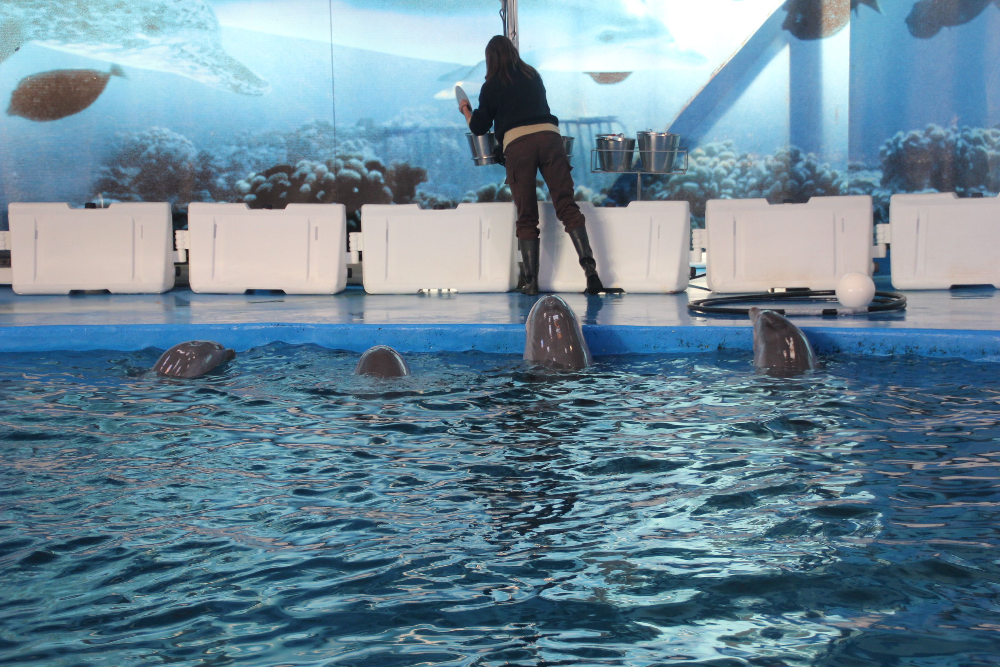 Los delfines esperando a que la cuidadora les dé de comer / C.L.