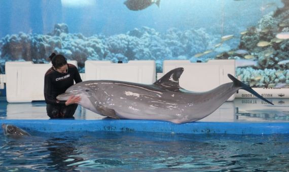 Uno de los delfines interactuando con la cuidadora en el Zoo de Barcelona / C.L.