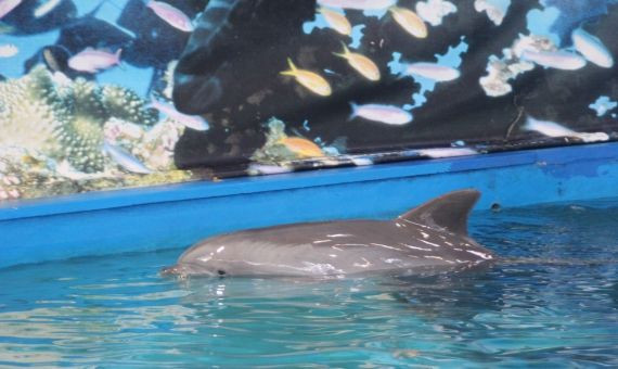 Un delfín nadando en la piscina del Zoo de Barcelona / C.L.