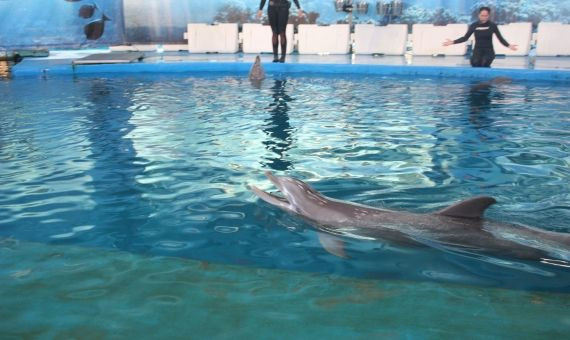 Los delfines nadando como pueden en la piscina del Zoo de Barcelona / C.L.