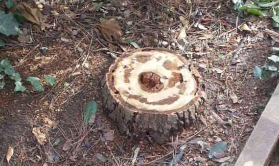 Imagen de uno de los árboles cortados en los jardines de Eduard Marquina/ B.C