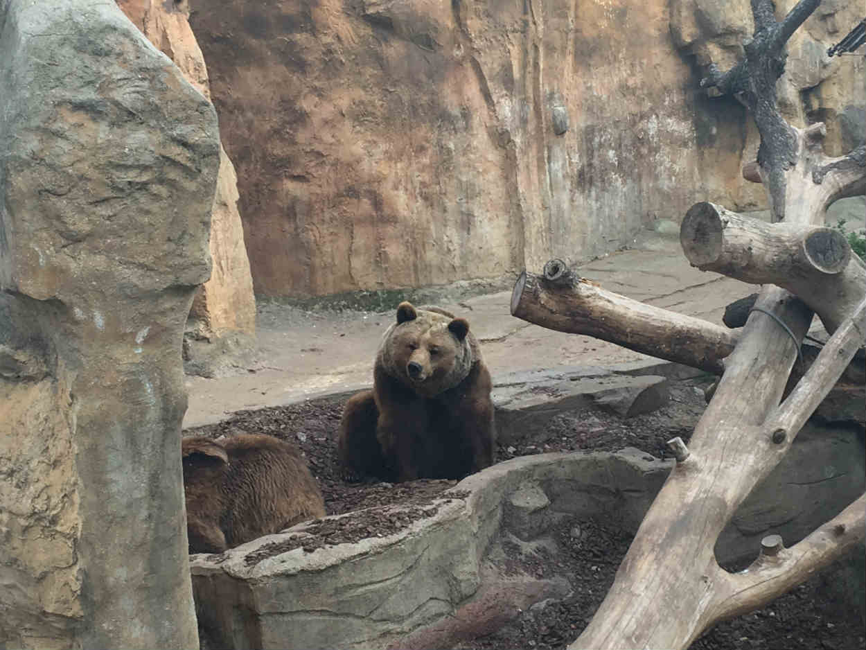 Algunos animales, como los osos, no tiene sitio en el nuevo proyecto / CR