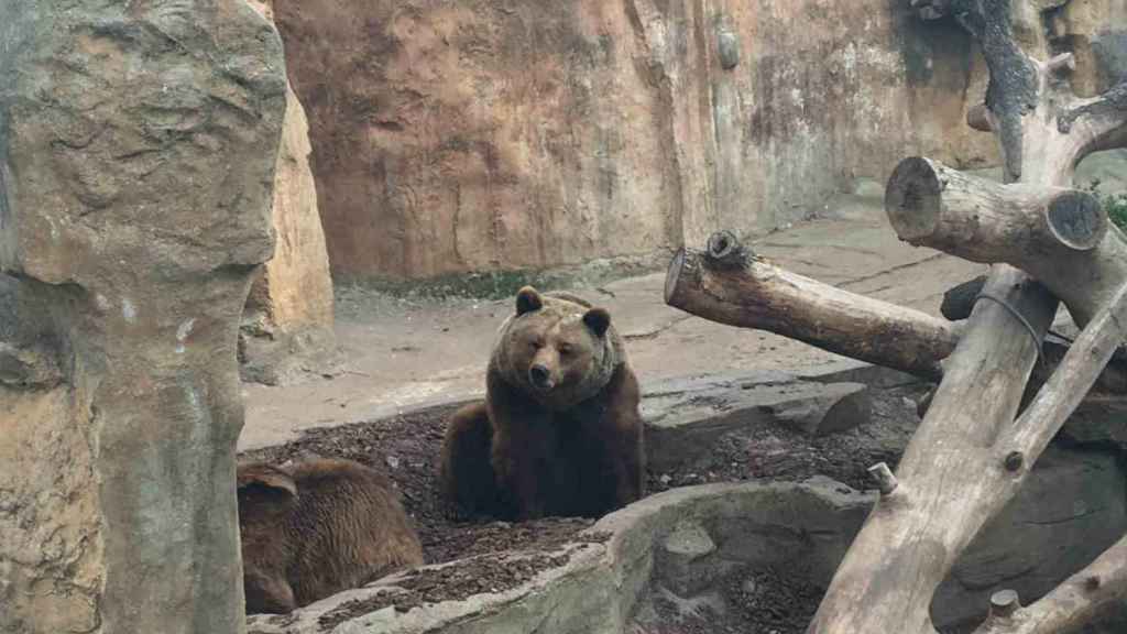 Algunos animales, como los osos, no tiene sitio en el nuevo proyecto / CR