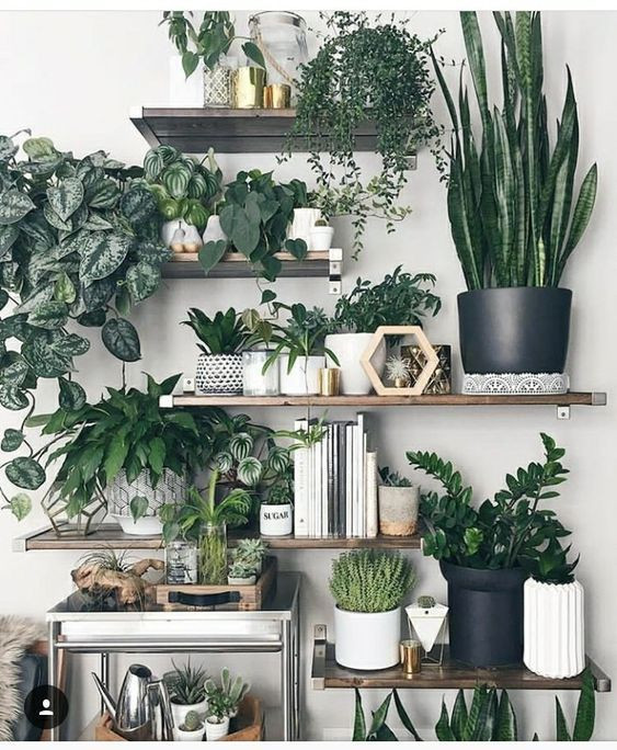 plantas pinterest