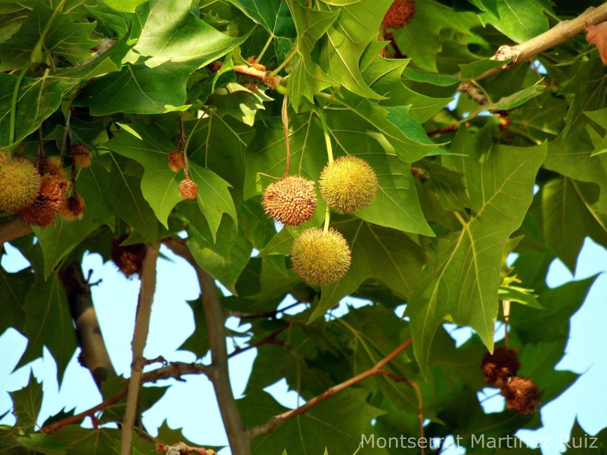 Este es el gran culpable de las alergias: el fruto del platanero / MA