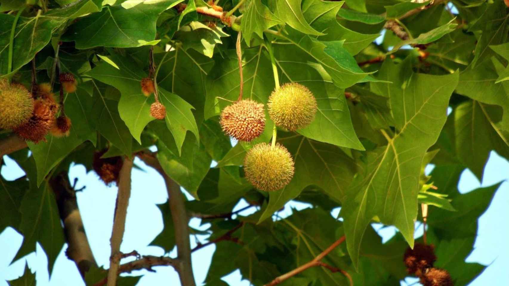 El fruto del platanero / MA