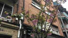 Árbol en flor en Barcelona