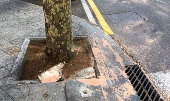 Árbol que afortunadamente ha detenido al camión sin frenos / MIKI