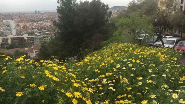 Nacen flores con una altura inédita en Barcelona / A.O.