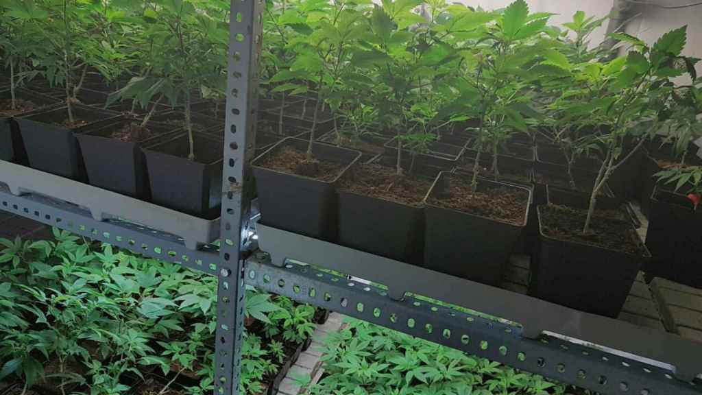 Plantación de marihuana descubierta por la Guàrdia Urbana en la Vila Olímpica