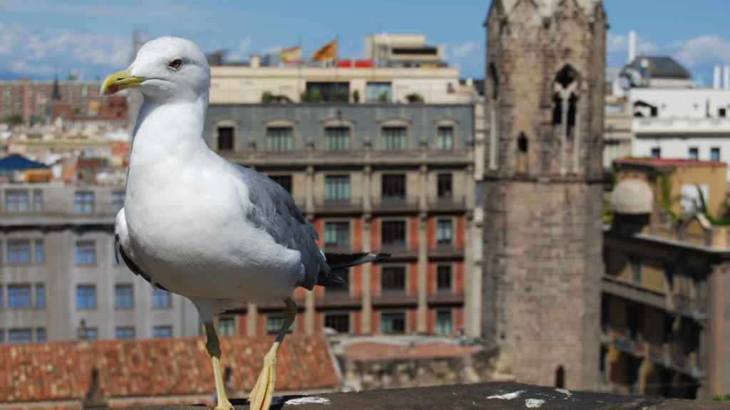 La ASPB estudia las enfermedades de las gaviotas argénteas, la especie más habitual en Barcelona.