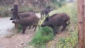 Manada de jabalíes en la sierra de Collserola / CR