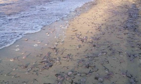 La medusa Pelagia Noctiluca es habitual en el Mediterráneo / @ICM-CSIC