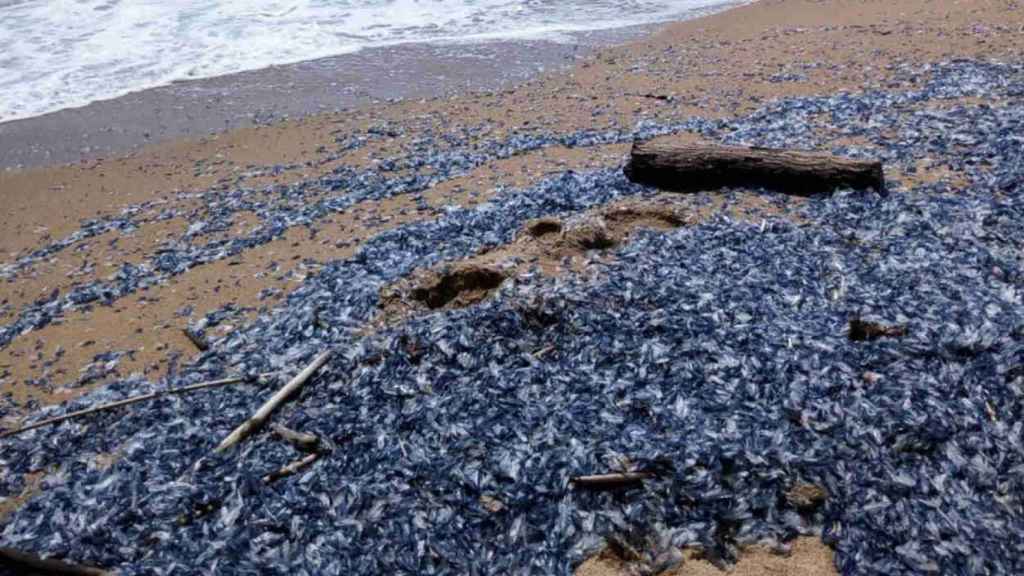 La invasión de medusas Velella Velella ha llamado la atención de los biólogos marinos / @ICM-CSIC