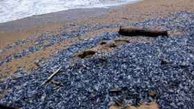 La invasión de medusas Velella Velella ha llamado la atención de los biólogos marinos / @ICM-CSIC