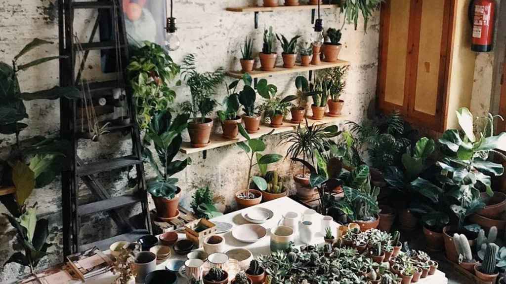 Plants&Brunch