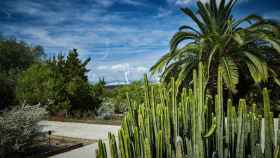 Jardí Botànic de Montjuïc / TURISME BARCELONA