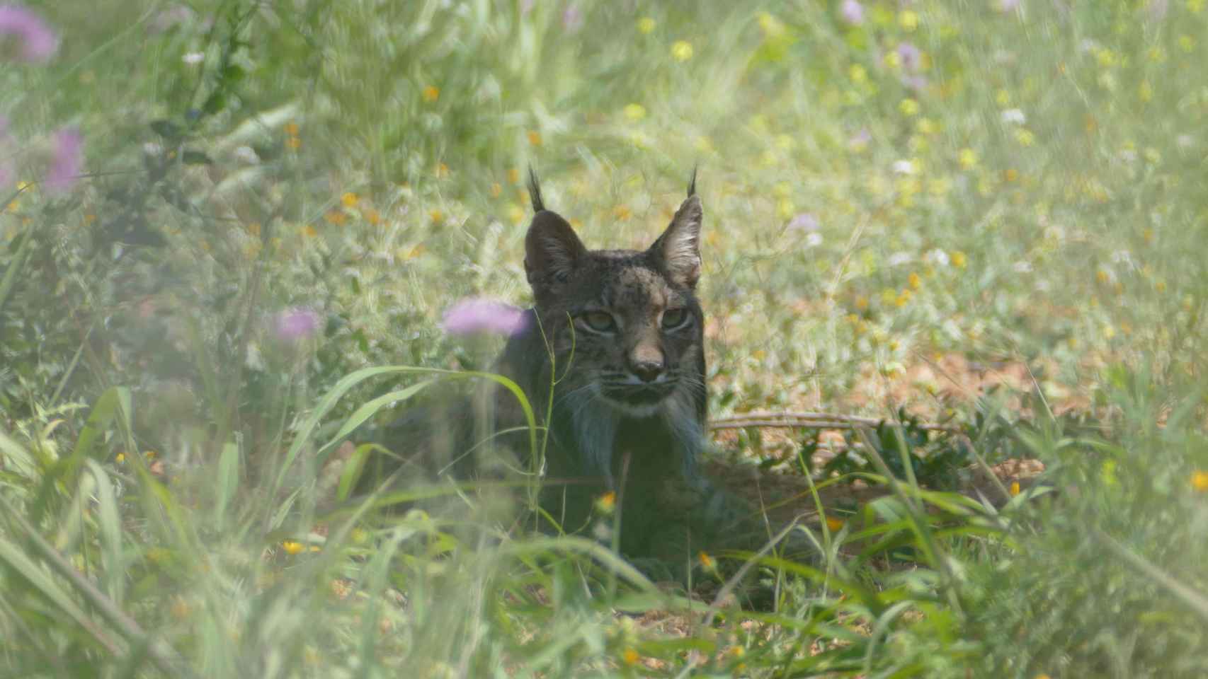 Litio, el lince 'portugués', visto en el Área Metropolitana de Barcelona / DEPARTAMENT D'AGRICULTURA, RAMADERIA, PESCA I ALIMENTACIÓ