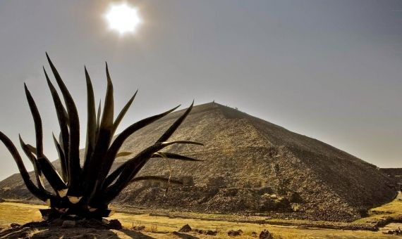 Agave en Teotihuacan / EFE