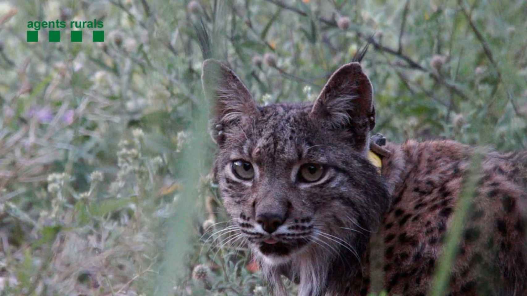 Este es 'Litio', el lince ibérico que salió de Portugal, cruzó España y fue capturado en Barcelona. Ahora lo devuelven a casa / Agents Rurals