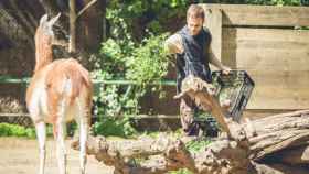 Un cuidador ofrece comida a un animal durante un casal en el Zoo de Barcelona, una experiencia única para los niños / ZOO DE BARCELONA