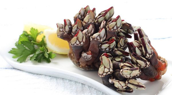 percebes