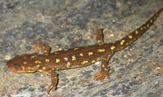 Un ejemplar del endémico tritón del Montseny / Achivo