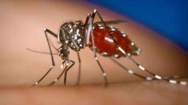 Imagen de un mosquito tigre / ARCHIVO