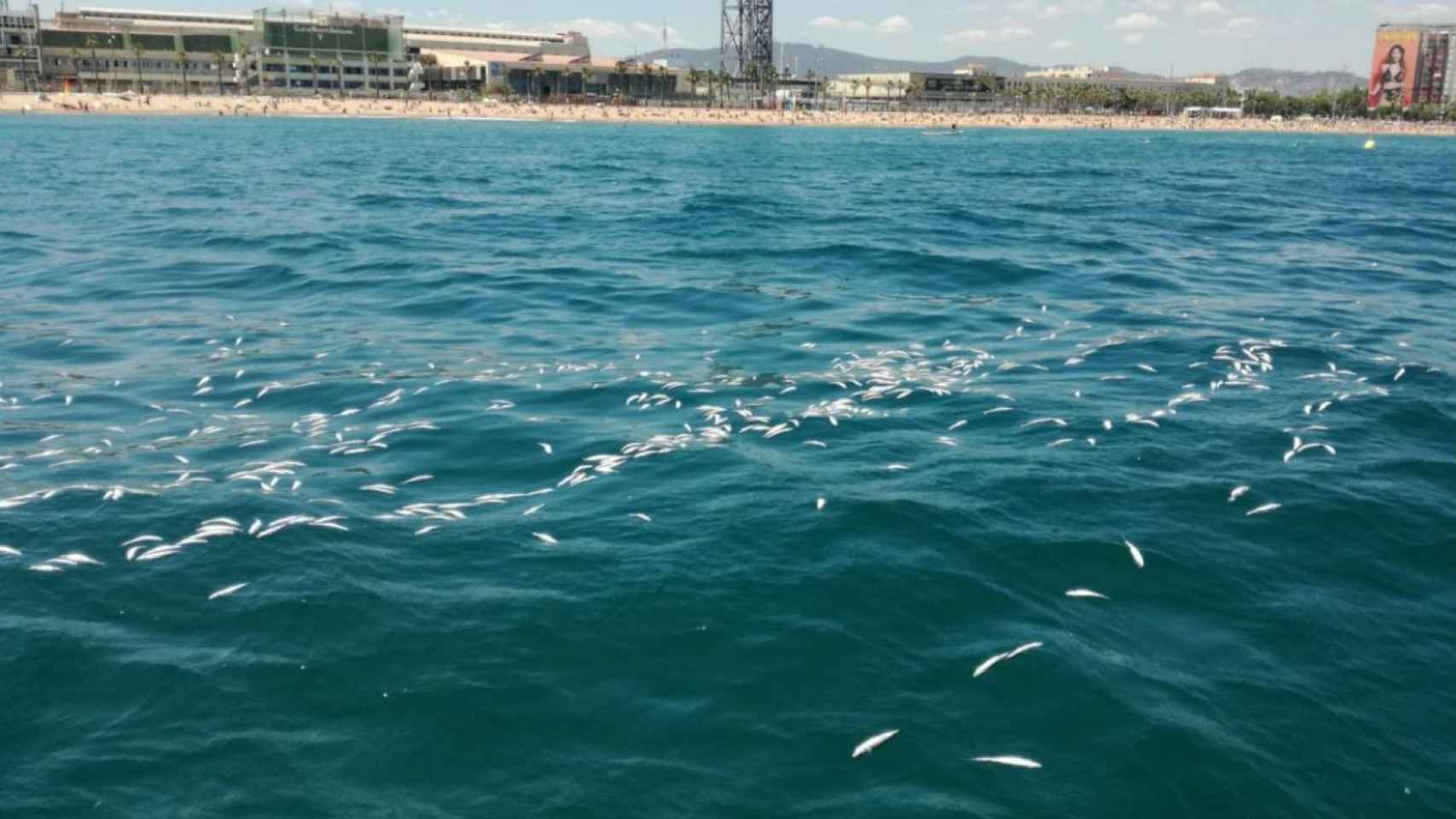 Aspecto que ofrecía el agua, cubierta de peces muertos, frente a las playas de La Barceloneta / GU