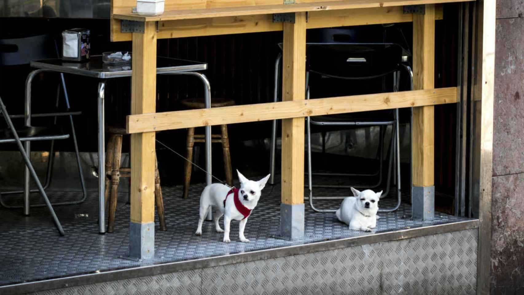 Perros en una terraza