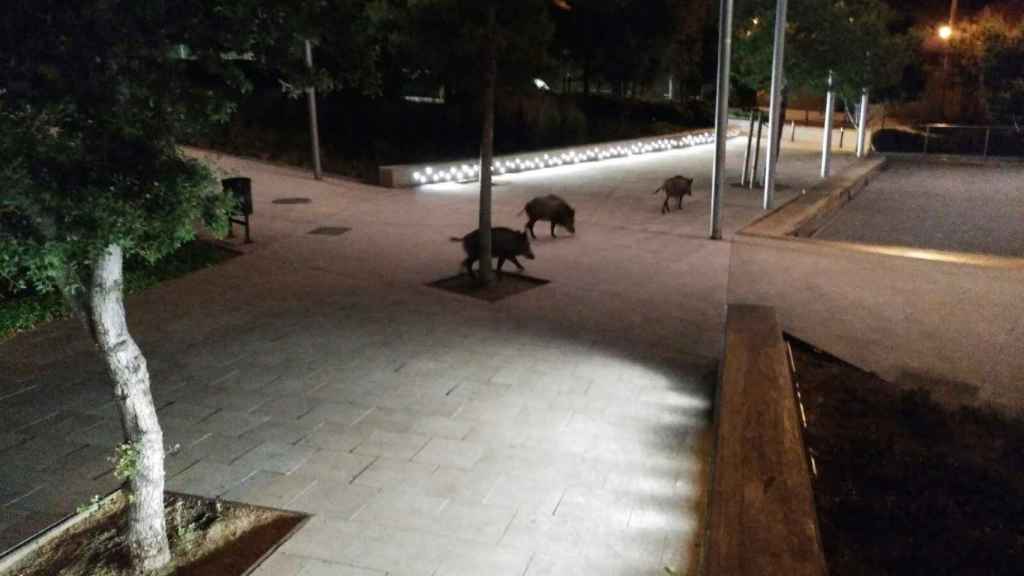 Jabalíes en Avinguda de l'Estatut, del barrio de Horta / PABLO ALEGRE