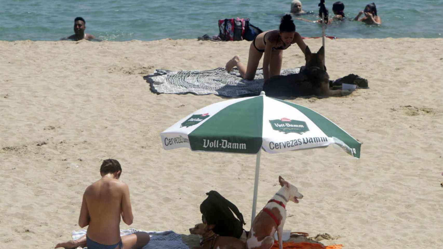 Los perros ya van a la playa, aunque la playa de perros no esté en marcha / HUGO FERNÁNDEZ