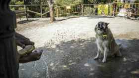 Perro refrescándose con agua en el parque