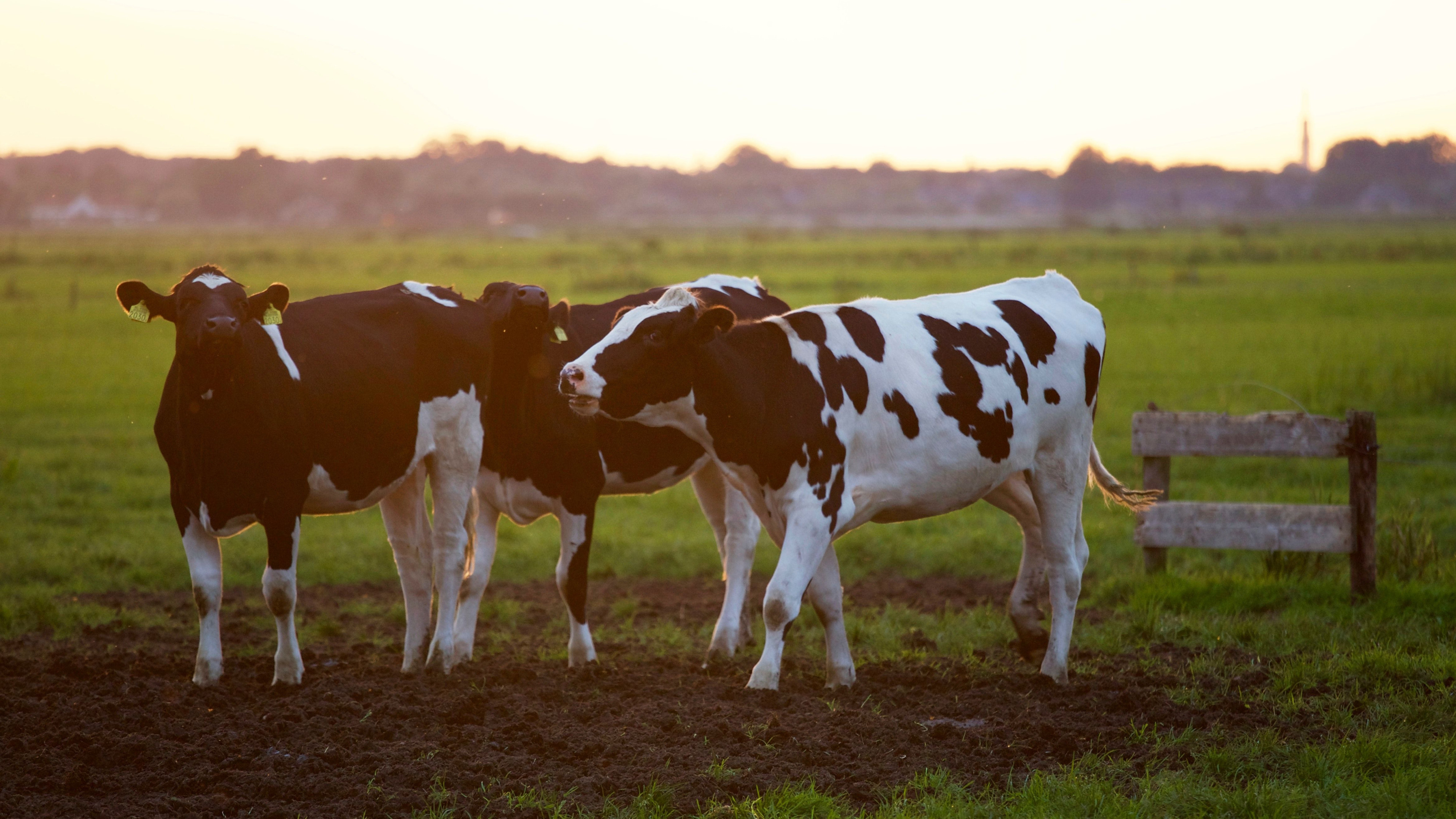 Vacas en una imagen de archivo  