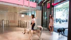 Ogilvy Barcelona, pionera en España en unirse a la alianza Pets at Work / OGILVY