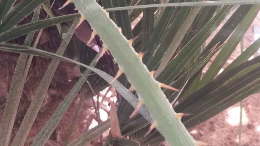 La planta con las espinas 'gigantes' que se clavó un niño de 7 años en los jardines de Tete Montoliu.