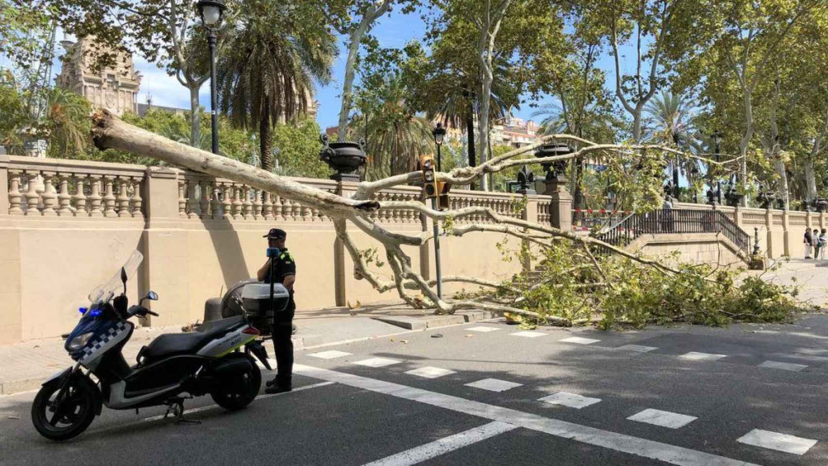 Cae un árbol de grandes dimensiones junto al Arc de Triomf / BETEVÉ