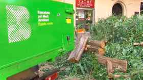 Los restos del árbol caído, en la avenida de Mistral, junto a un camión municipal de limpieza / BETEVÉ