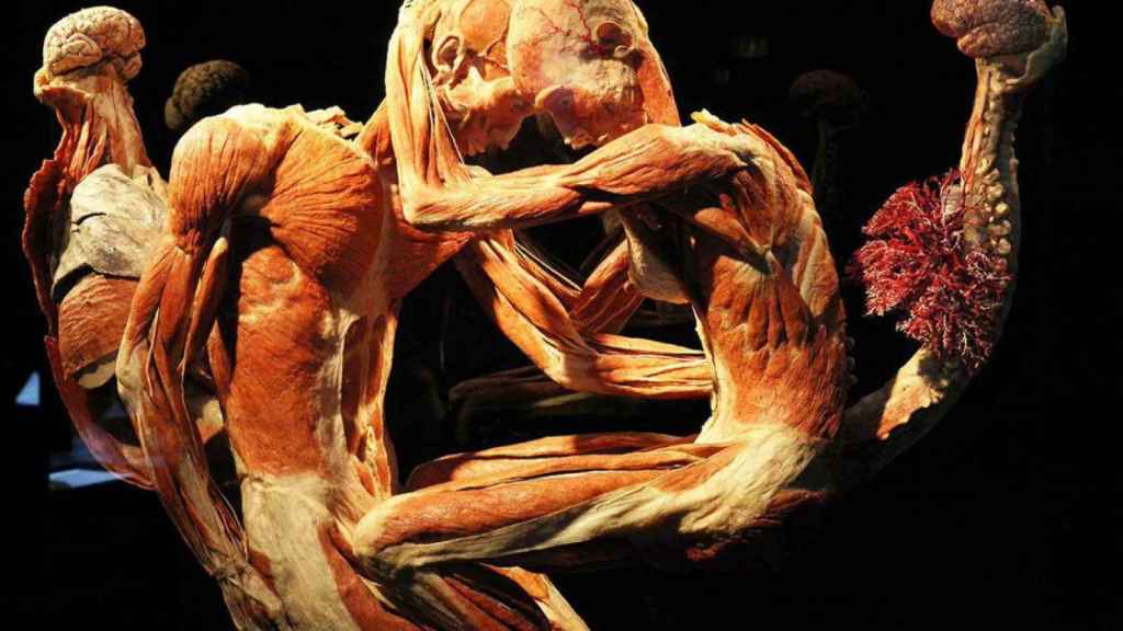 Human Bodies, una impactante exposición en Barcelona