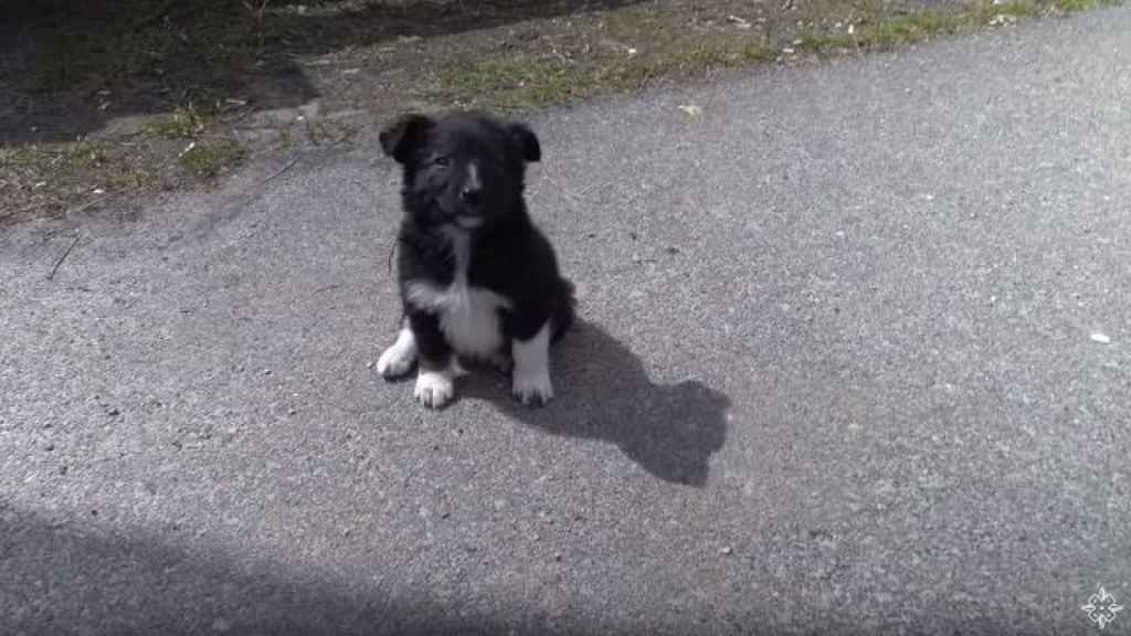 Los animales de Chernobyl desprenden unos niveles muy altos de radiación