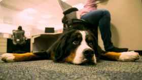 Llega la hora de las 'dogfriendly' / PURINA