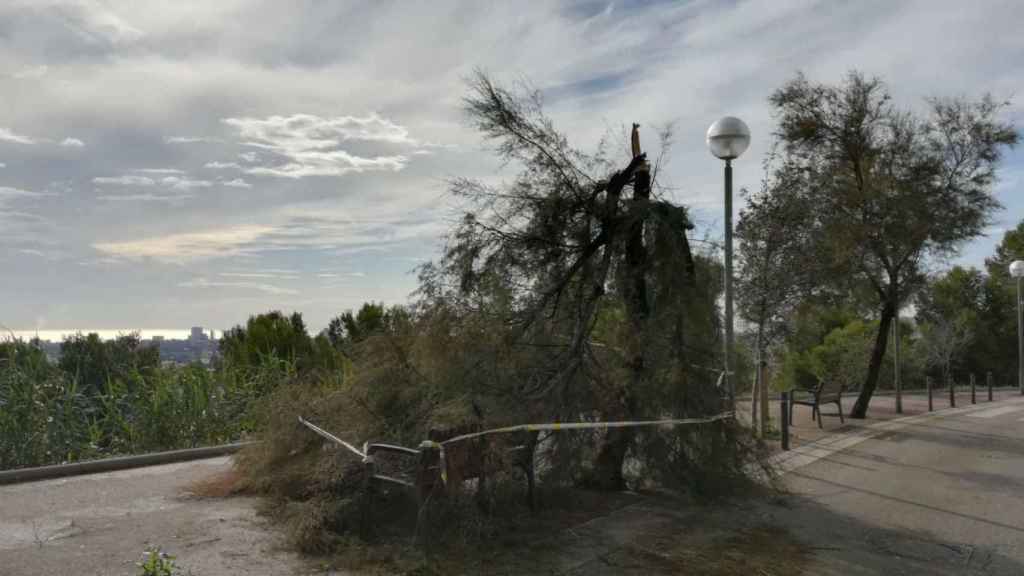 Un árbol tumbado en Nou Barris por los restos de Leslie/ AO