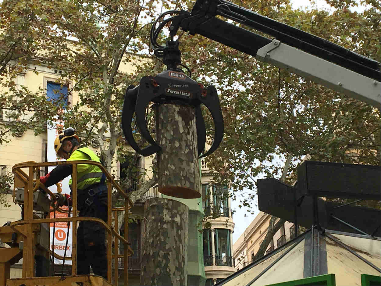 Operarios de Parques y Jardines cortan un platanero enfermo en la Rambla / HUGO FERNÁNDEZ