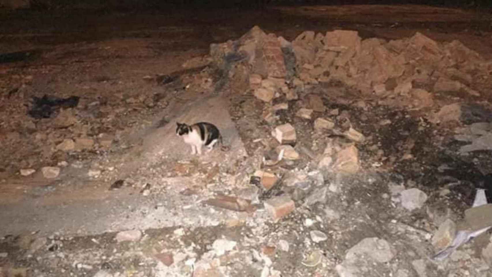 Los gatos de una colonia se han quedado sin cobijo / DeGats